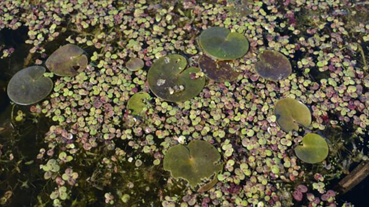 New strategy to combat exotic water plants