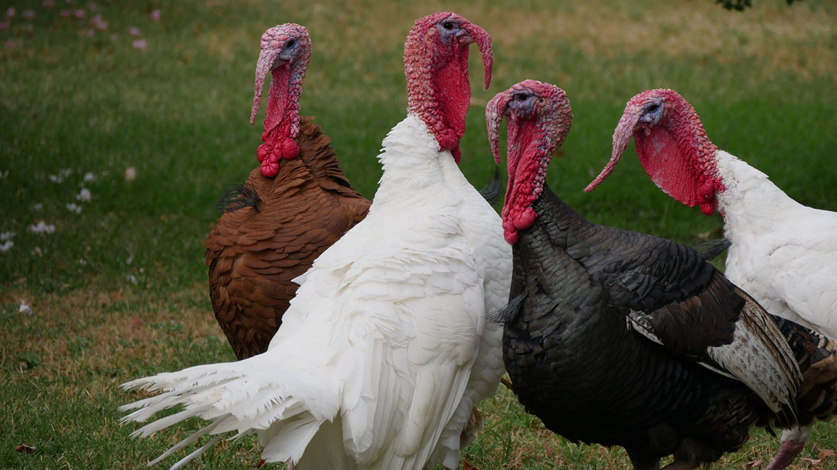 Turkey farms spared so far from avian flu
